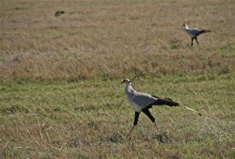 Birding in Ngorongoro crater - ngoronogoro birding safaris