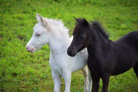 Miniature foals💕 : r/Horses