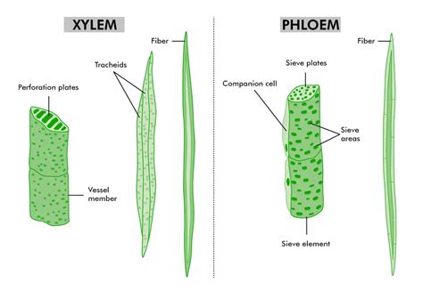 Permanent Tissues | Class 9 Biology - GeeksforGeeks