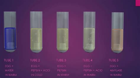 pepsin digestion of protein experiment - YouTube