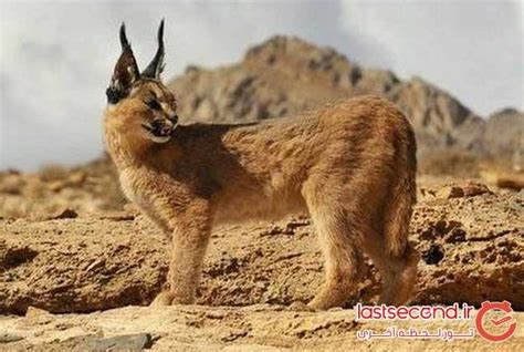 Caracal; A Golden Desert in Heart of Iran