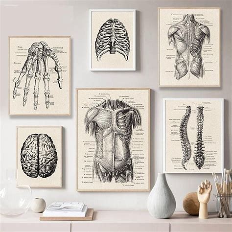 Human Anatomy Art Work Arte Com Grey's Anatomy, Anatomy Art, Human ...