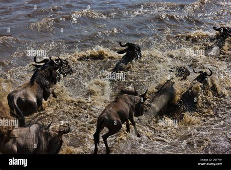 Wildebeest migration, crossing the Masai River, Masai Mara, Kenya Stock ...