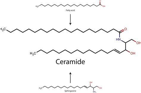 The structure, function, and importance of ceramides in skin and their ...