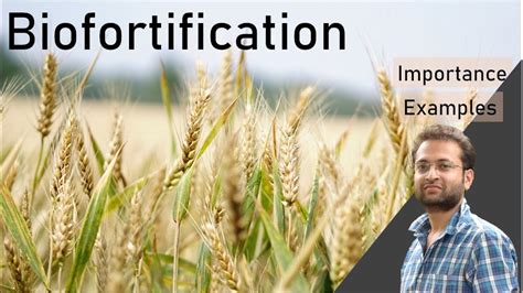 What is Biofortification? Importance, strategies, examples - YouTube