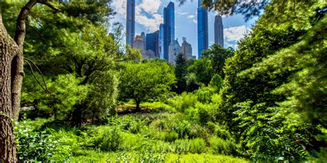 Meet the Trees of Central Park | Central Park Conservancy