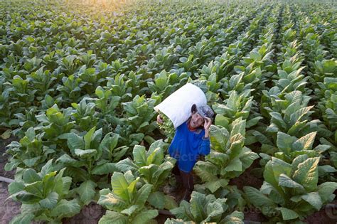 Agriculture harvesting tobacco leaves in the harvest season Senior farmer collects tobacco ...