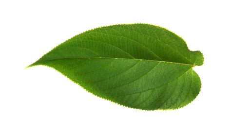 Leaf Texture Png