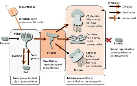 Synthetic representation of zooxanthellate Kolpophorae (Scyphozoa:... | Download Scientific Diagram