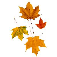 Download Autumn Fall Leaves Clip Art HQ PNG Image | FreePNGImg