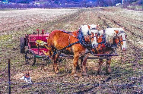 Amish Farming Team Photograph by Tommy Anderson - Fine Art America