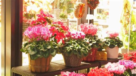 How to Care for Cyclamen Indoors — The Complete Guide