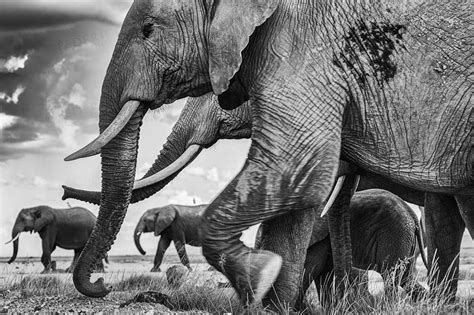 Black and white fine-art prints of African wildlife | Federico Veronesi ...