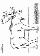 Moose & Elk Coloring Pages Books  100% FREE And Printable sketch template