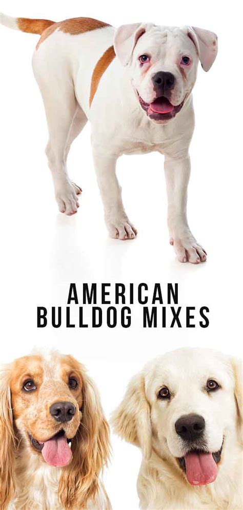 American Bulldog Mixes - Which One Is Right For You?