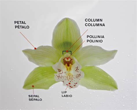 Orange Slices: The Anatomy of an Orchid