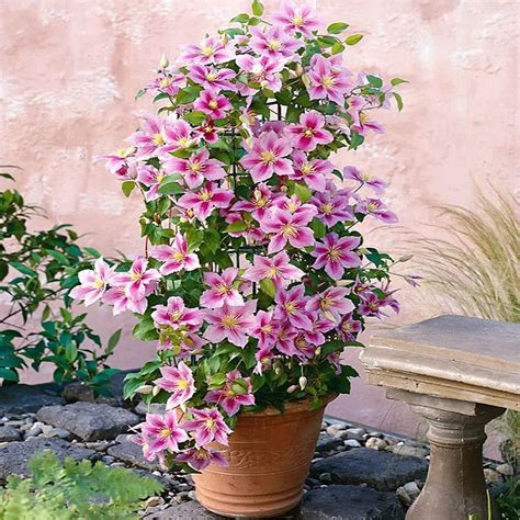 Hot Sale! 100 Clematis plants For Home& Garden Pink Vine Flowers Plant ...