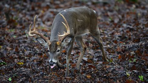 Deer with CWD; origins of chronic wasting disease found