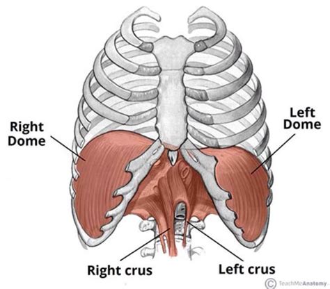 How to Fix Your Left AIC Pattern - A Guide to Asymmetrical Posture