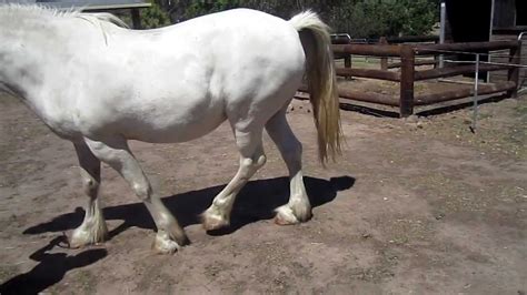 Horse Diagnosed with Stringhalt - YouTube