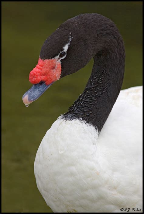 Black-necked Swan