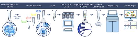 Single Cell Gene Expression Flex: Lock in cell states, unlock potential - 10x Genomics