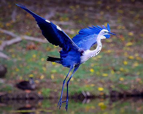 Bird Photography Tips for Beginners – SLR Photography Guide