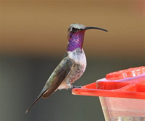 Lucifer Hummingbird, Calothorax lucifer | Adult male, Ash Ca… | Flickr