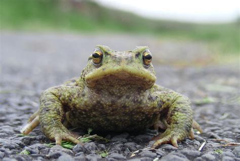 Frog front view | Flickr - Photo Sharing!