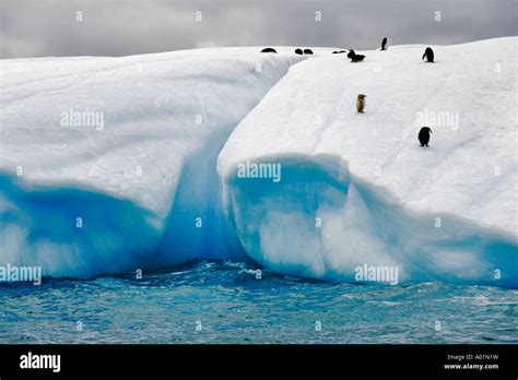 Iceberg with penguins Albino Penguin on an iceberg in Antarctica ...