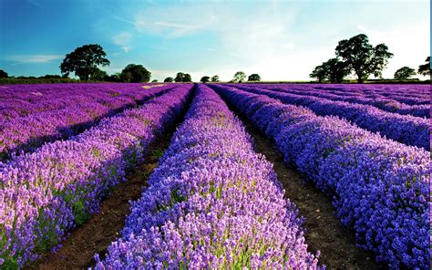 lavender, Field, Purple Flowers, Flowers, Landscape Wallpapers HD ...