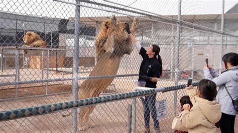 Visiting Lion Habitat Ranch With Kids | Califoreigners