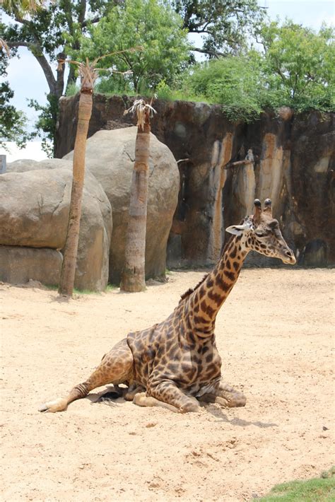 Our Little Piece of the World: Summer Vacation {Houston Zoo}