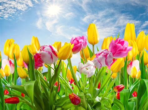 Spring Desktop Wallpapers - Top Free Spring Desktop Backgrounds - WallpaperAccess