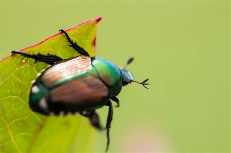 Getting Rid Of Japanese Beetles In The Vegetable Garden - Garden Likes