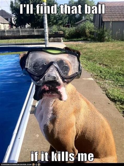 Scuba dog | Funny animal pictures, Funny dog pictures, Funny animals