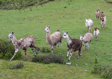 Peru-04-2015_0282 » Photographs of travel, natural places, wildlife and ...