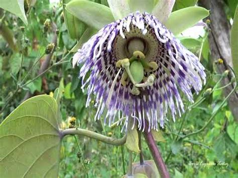 Passifloraceae: Passiflora ligularis - YouTube