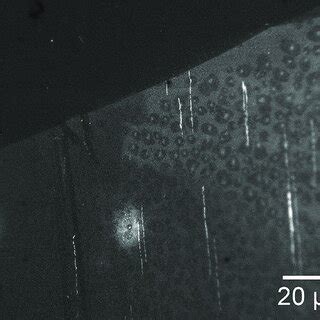 Fluorescence image of SyBr Gold labeled DNA. Upper left area was ...