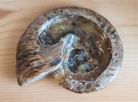 Top 77+ imagen ammonite fossil meaning - Abzlocal.mx