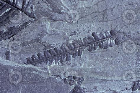 Pteridophyta. Fern. Fossil. Carboniferous - Plants - Carboniferous - Paleozoic - Fossils - Photos