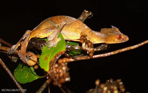 Uroplatus phantasticus gecko (Ranomafana N.P.) [uroplatus_phantasticus_0097]