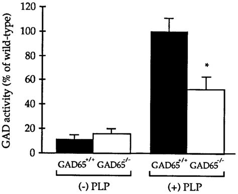 Loss of GAD65 affects apo-but not holo-GAD enzyme activity. GAD enzyme ...