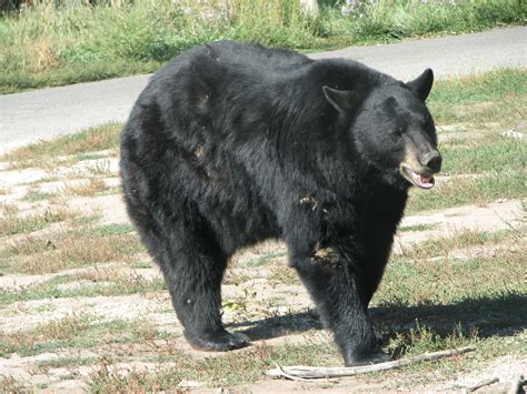 File:American Black Bear.JPG - Wikimedia Commons