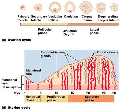 Diagram Menstrual Cycle Phases