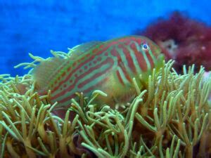 Clown Goby 101: Types, Diet, Mates, Tank Size and Setup