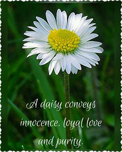 Daisy Flower Quotes - ShortQuotes.cc