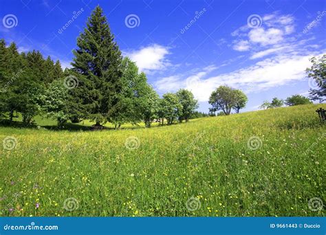 Meadow with flowers stock image. Image of grazing, living - 9661443