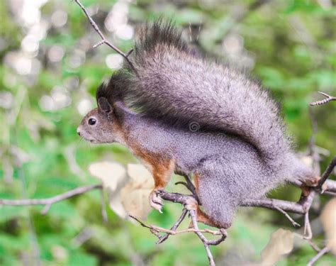 Squirrel Jumping To Tree Stock Photos - Free & Royalty-Free Stock Photos from Dreamstime