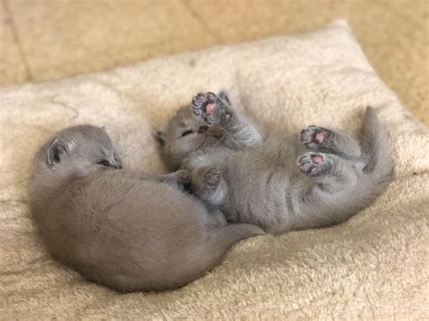 My newborn baby kittens! : r/cats